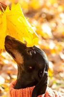 Portrait of a dachshund dog in the fallen leaves of an autumn park on a sunny day. photo