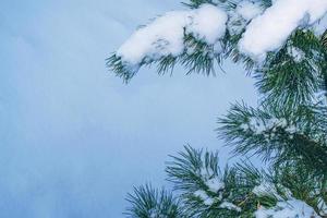 Coniferous spruce branch. Frozen winter forest with snow covered trees. photo