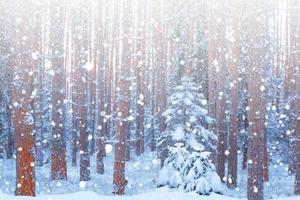 Frozen winter forest with snow covered trees. photo