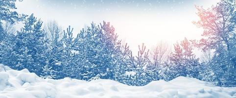 bosque de invierno congelado con árboles cubiertos de nieve. foto