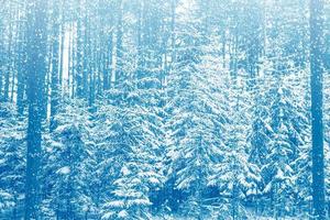 Frozen winter forest with snow covered trees. photo