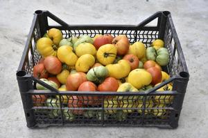 Red yellow and green tomatoes in a plastic box on the street. Harvesting tomatoes in a plastic basket. photo