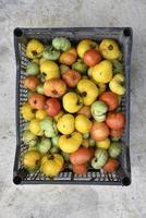 Red yellow and green tomatoes in a plastic box on the street. Harvesting tomatoes in a plastic basket. photo