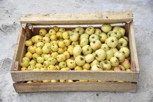 A box of ripe little yellow apples. Wooden box with yellow apples. Harvesting apples. photo