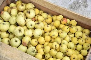 A box of ripe little yellow apples. Wooden box with yellow apples. Harvesting apples. photo