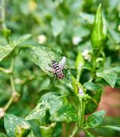 close-up of a garden fly perched on a chili tree in the garden photo