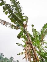 Banana tree growing fresh on a plantation photo