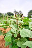 Close-up of a jicama plant growing on a plantation. fresh jicama leaves in a plantation. photo