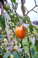 Fresh tomatoes are grown in the plantation. Tomatoes are ready to be harvested in the plantation. fresh red tomatoes in the garden. photo