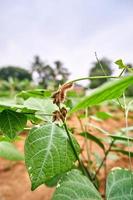 Close-up of a jicama plant growing on a plantation. fresh jicama leaves in plantation. photo