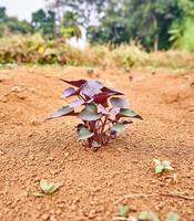 close-up of beautiful sweet potato leaves growing in the garden photo