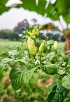 Close-up of fresh yellow chilies growing in the garden. ready for harvest photo