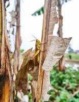 Close-up of beautiful big yellow grasshopper perched on a banana leaf in the plantation. photo