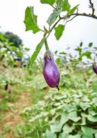 Fresh eggplant vegetables are grown on the plantation. ready for harvest. photo