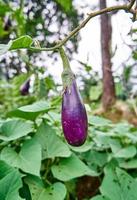 Fresh eggplant vegetables are grown on the plantation. ready for harvest. photo