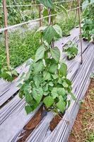 Close-up of string beans or green beans growing on a plantation. string beans or green beans fresh on the plantation photo