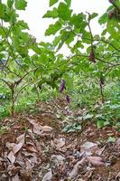 Fresh eggplant vegetables are grown on the plantation. ready for harvest. photo