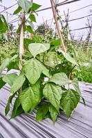 Close-up of string beans or green beans growing on a plantation. string beans or green beans fresh on the plantation photo