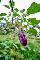 Fresh eggplant vegetables are grown on the plantation. ready for harvest. photo