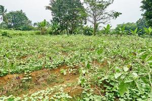 Eggplant plantation landscape is growing fresh in the garden photo