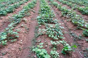 Jicama plantation landscape is growing fresh photo