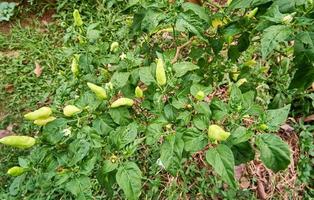 Close-up of fresh yellow chilies growing in the garden. ready for harvest photo