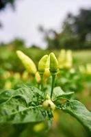 Close-up of fresh yellow chilies growing in the garden. ready for harvest photo