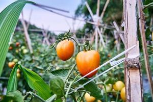 Fresh tomatoes are grown in the plantation. Tomatoes are ready to be harvested in the plantation. fresh red tomatoes in the garden. photo