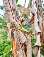 Close-up of beautiful big yellow grasshopper perched on banana leaf in plantation. photo