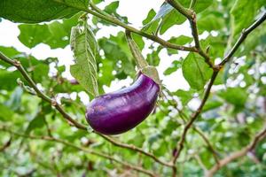 Fresh eggplant vegetables are grown on the plantation. ready for harvest. photo