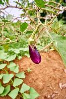 Fresh eggplant vegetables are grown on the plantation. ready for harvest. photo