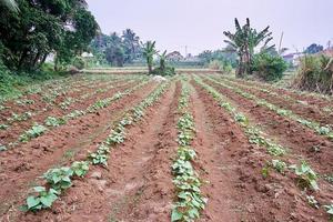 Fresh sweet potatoes are growing in the plantation photo