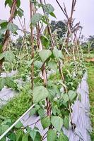 Close-up of string beans or green beans growing on a plantation. string beans or green beans fresh on the plantation photo