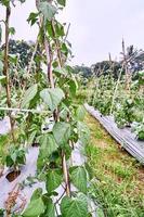 Close-up of string beans or green beans growing on a plantation. string beans or green beans fresh on the plantation photo