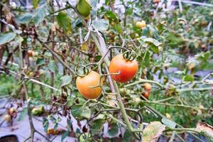 Fresh tomatoes are grown in the plantation. Tomatoes are ready to be harvested in the plantation. fresh red tomatoes in the garden. photo