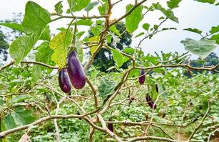 Eggplant plantation landscape is growing fresh in the garden photo