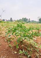 group of fresh chilies growing in the plantation. ready for harvest photo