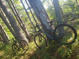 dos bicicletas de montaña en un bosque con sol brillante y muchos árboles foto