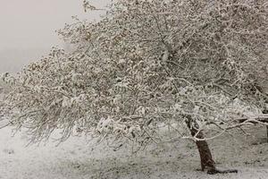 un manzano cubierto de nieve en una pequeña granja orgánica foto