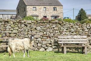 Sheep in front of stone wall in the yorkshire dales photo