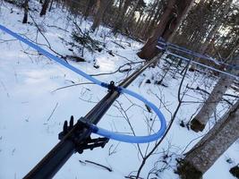 Lines running in a maple syrup bush with snow on the ground photo