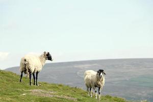 ovejas blancas y negras con yorkshire dales vista en el fondo foto