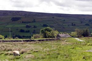 ovejas blancas y negras con yorkshire dales vista en el fondo foto