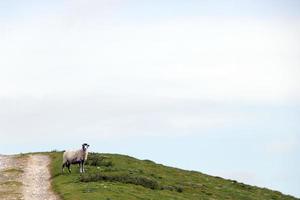 white and black sheep with Yorkshire Dales vista in the background photo