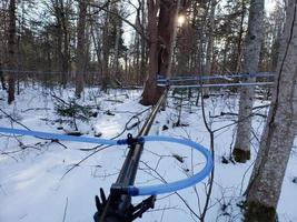 líneas corriendo en un arbusto de jarabe de arce con nieve en el suelo foto