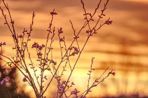 puesta de sol naranja con flores de durazno y ramas foto