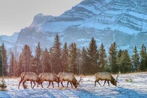 alce con montañas en el fondo en el parque nacional de banff canadá foto