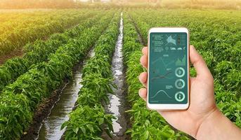 A hand is holding a smartphone with infographics on the background of traditional watering pepper plantations. Farming and agriculture. Cultivation, care and harvesting. agricultural products for sale photo