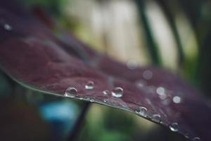 beautiful large clear raindrops on green leaves,morning dew drops glow in the sun beautiful leaf texture in nature nature background. photo