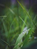 beautiful large clear raindrops on green leaves,morning dew drops glow in the sun beautiful leaf texture in nature nature background. photo